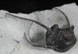 Rare Eifel Cyphaspis Trilobite - Germany #27430-3